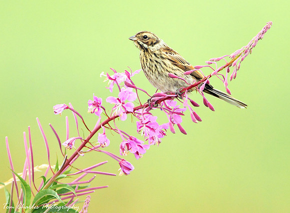 Bedecked In Pink