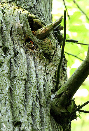 Great Spotted Woodpecker - Juvenile