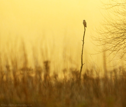 Morning Sentinel