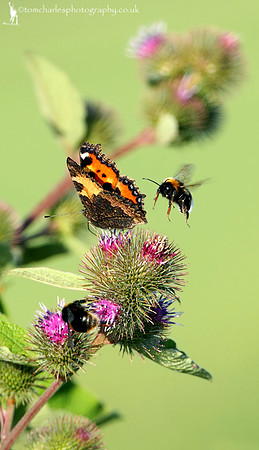 Butterfly Ball