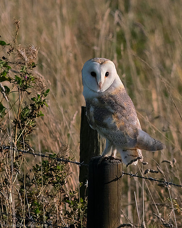 Time-Out Tyto