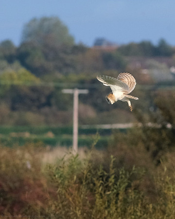 Barn Owl - 2