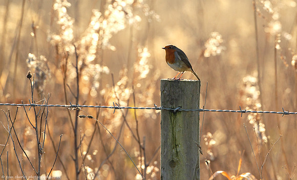 Golden Reed; Robin Red