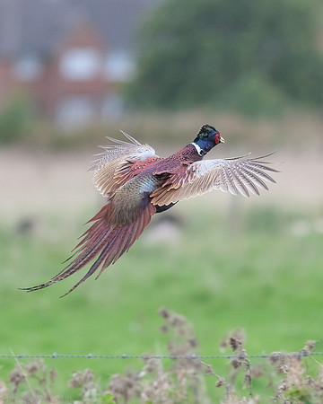 Pheasant - male
