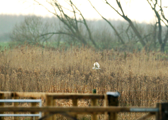 Barn Owl - female