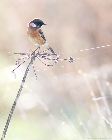 Stonechat - male