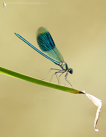 Banded Demoiselle Damselfly - male