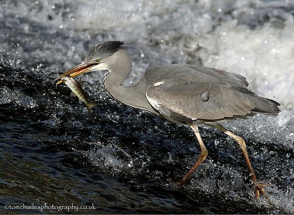 Grey Heron with Trout