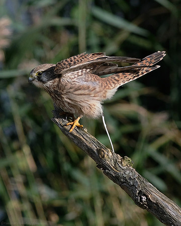 Kestrel - female juvenile - 2