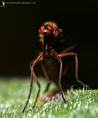 Empid Fly