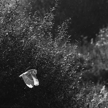 Barnie -B&W 2