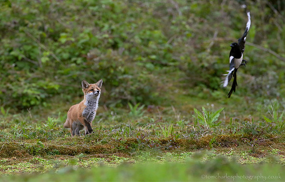 Trolling The Fox