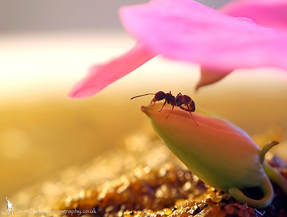 A Shade of Pink