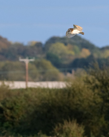 Barn Owl