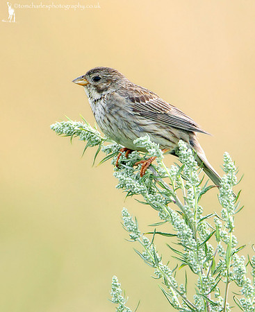Corn Bunting