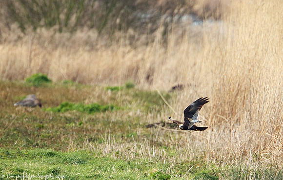 Eyeing-Up Lunch