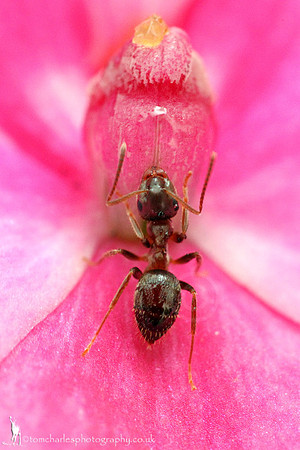 Ant Likes Pink