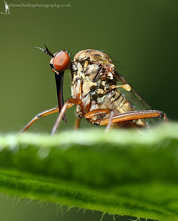 Empid Fly