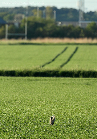 H is for Heron