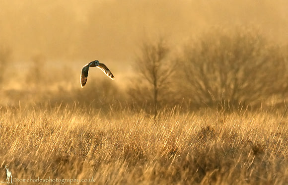 Short Eared Owl