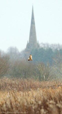Bird of 'Pray'