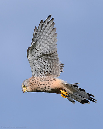 Kestrel - male