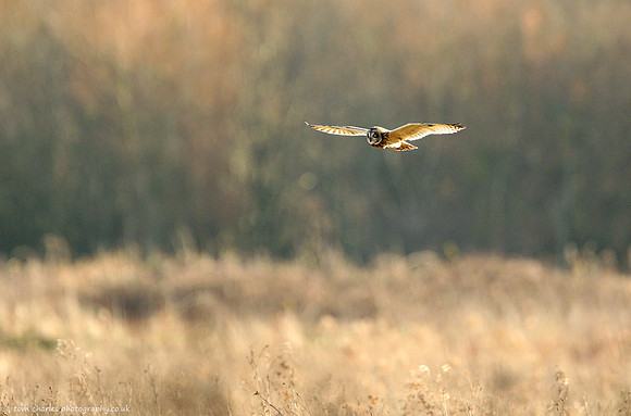 Wild Short-Eared Owl