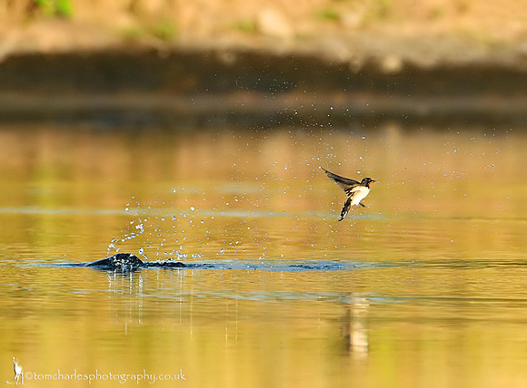 Splash and Swallow