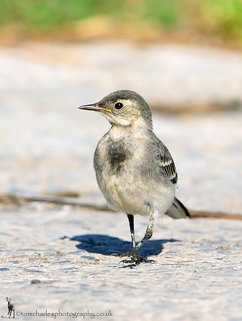 Pied Wagtail - Juvenile