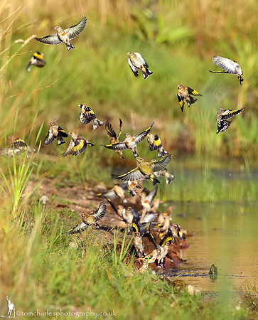Bunch of Finch