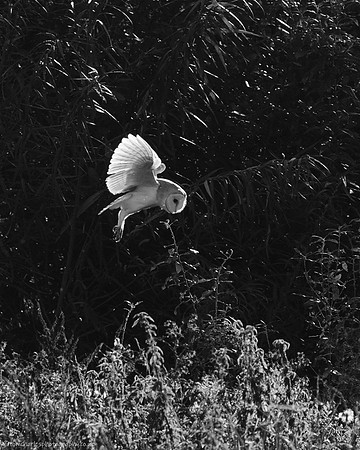 Barnie - B&W