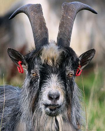Cheviot Goat