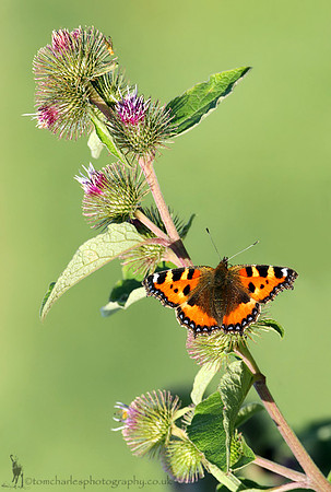 Small Tortoiseshell