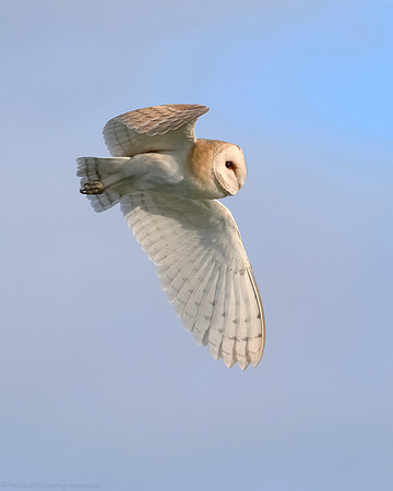 Barn Owl Flypast