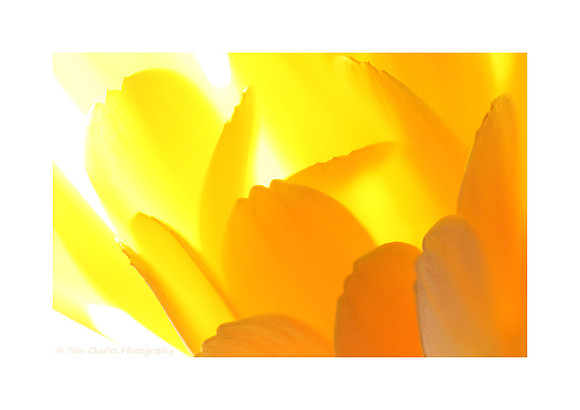 Twenty-Five Shades of Orange
