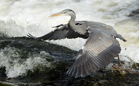 Grey Heron Juvenile