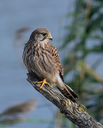 Kestrel - female juvenile