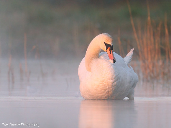 Preening Pretty