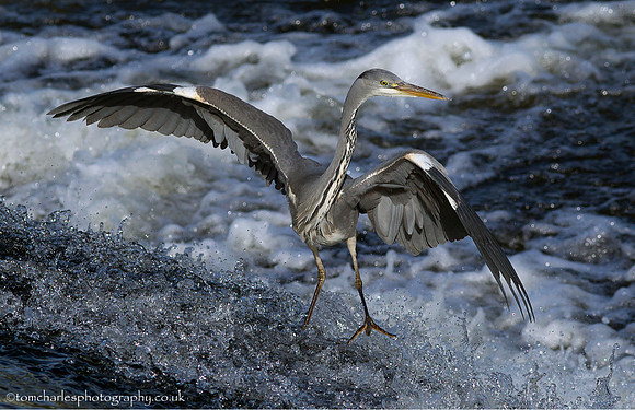 Thrill of The Surf