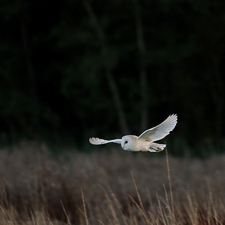Barn Owl - 1