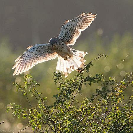Backlit Kestrel