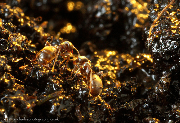 Filled With Gold