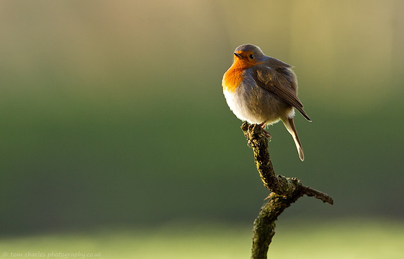 Winter Robin