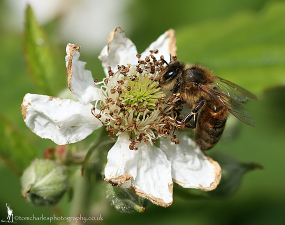 Honey Bee