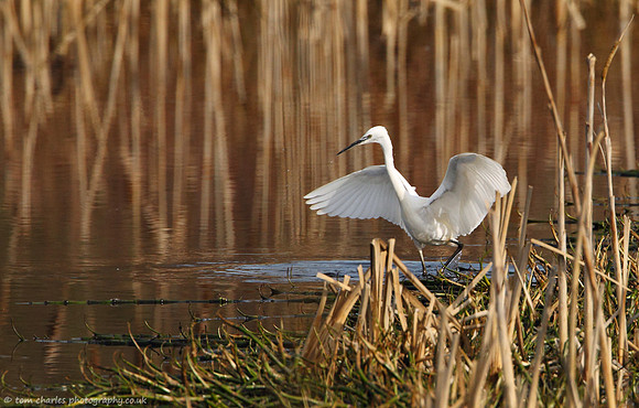 Little Egret