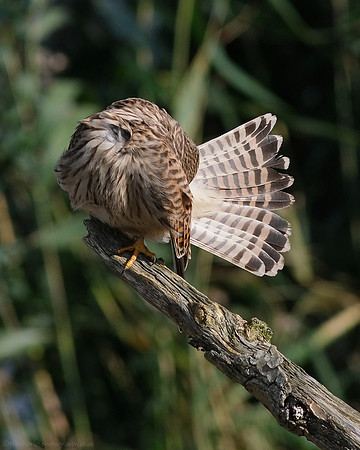Kestrel - female juvenile - 3
