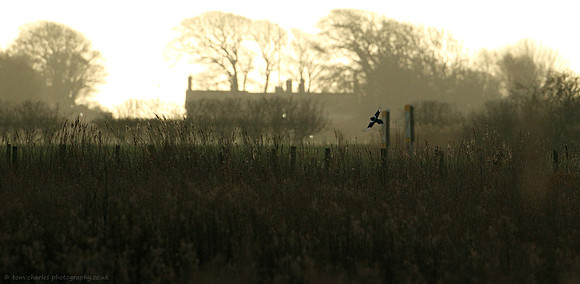 Last Light Silhouette