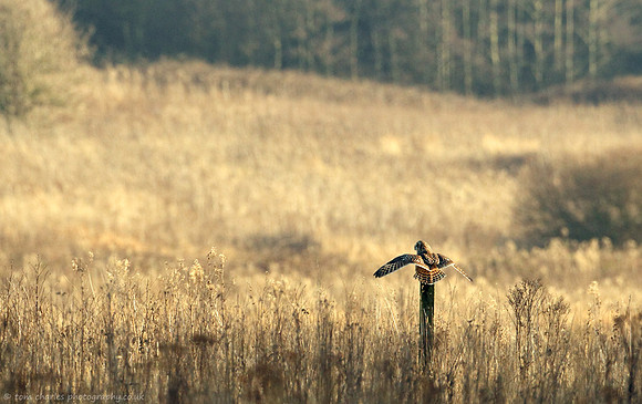 Short-Eared Owl