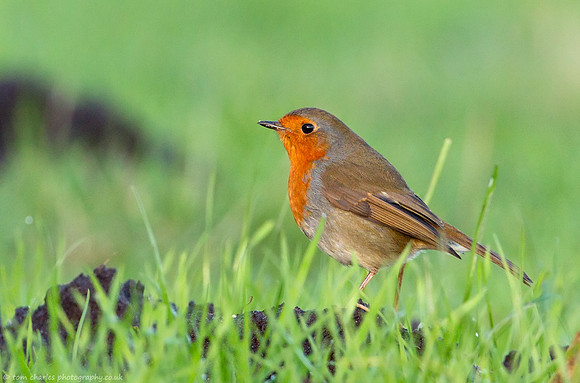Robin