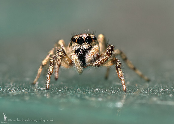 Zebra Spider